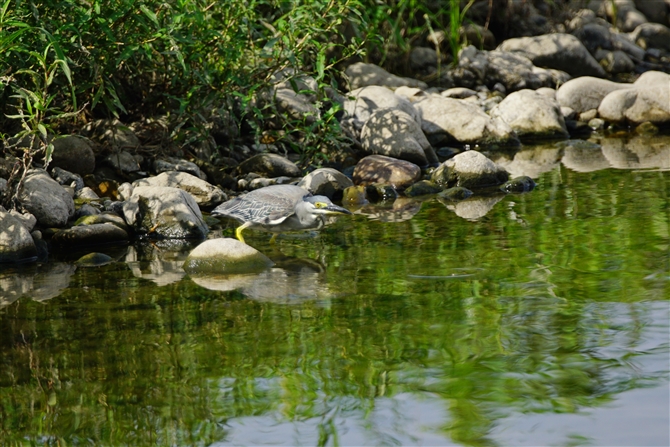 TTSC,Striated Heron